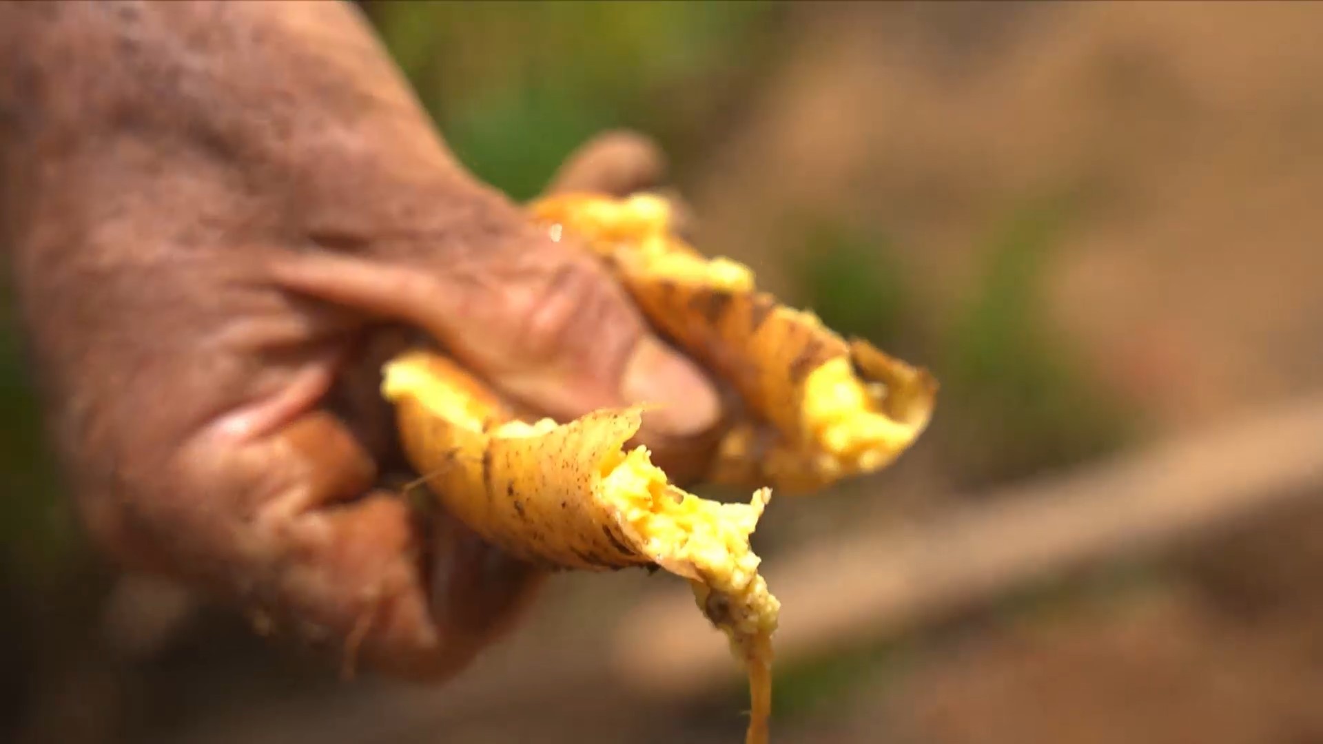 Calor faz batata-baroa cozinhar embaixo da terra antes da colheita no ES
