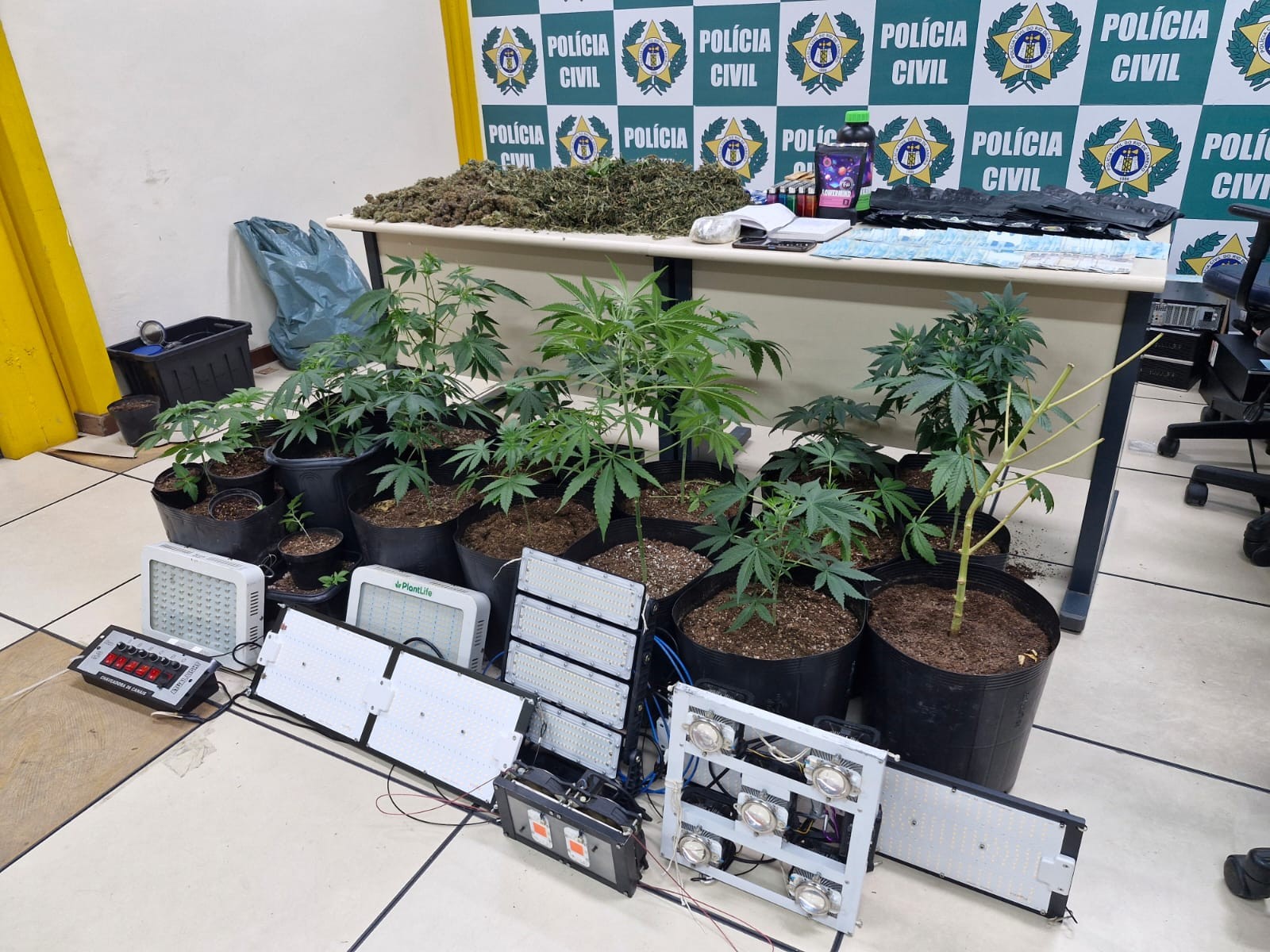 Polícia Civil descobre estufa com pés de maconha e prende homem em flagrante por tráfico em Itaperuna  | Norte Fluminense