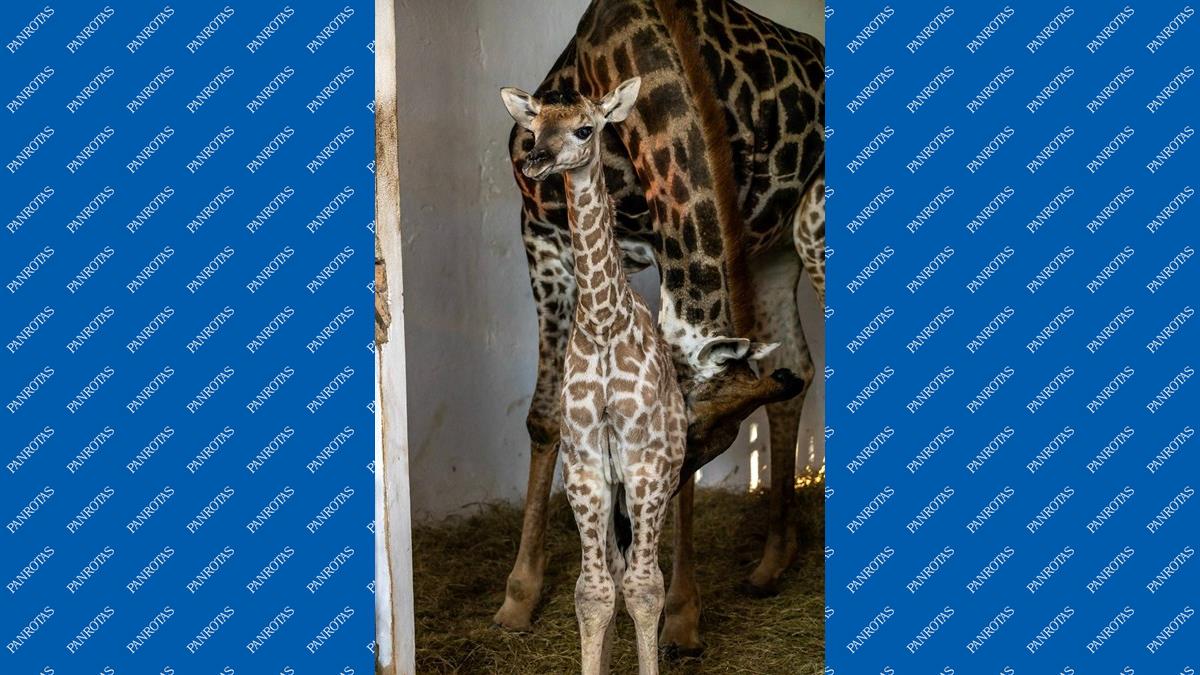 Zoo de São Paulo registra nascimento de girafa