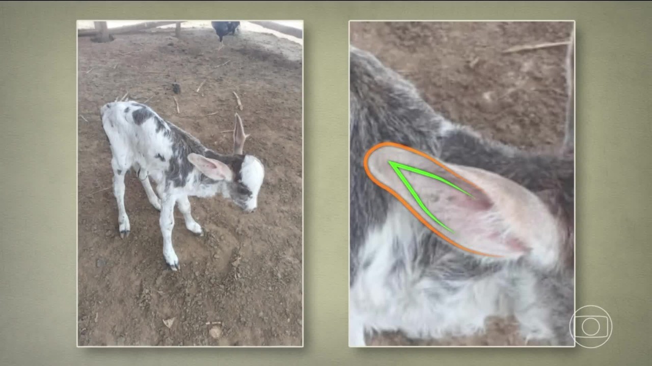 VÍDEO: bezerro ou jumento? Animal recém-nascido chama atenção por orelhas enormes