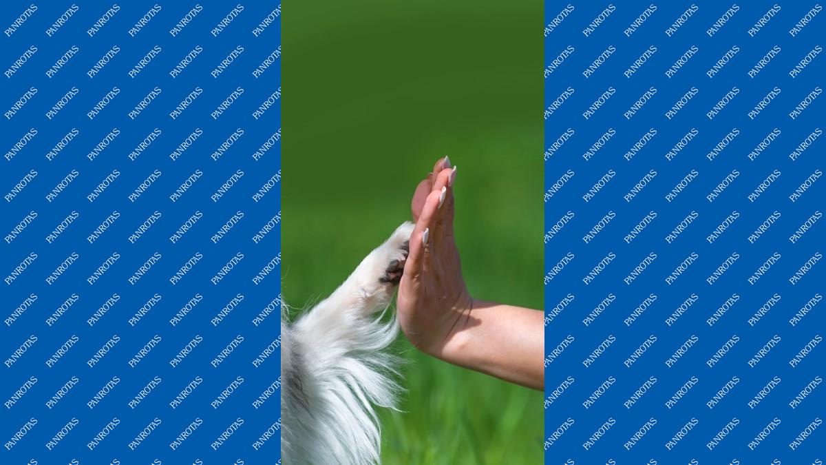 Accor Américas anuncia política de bem-estar animal