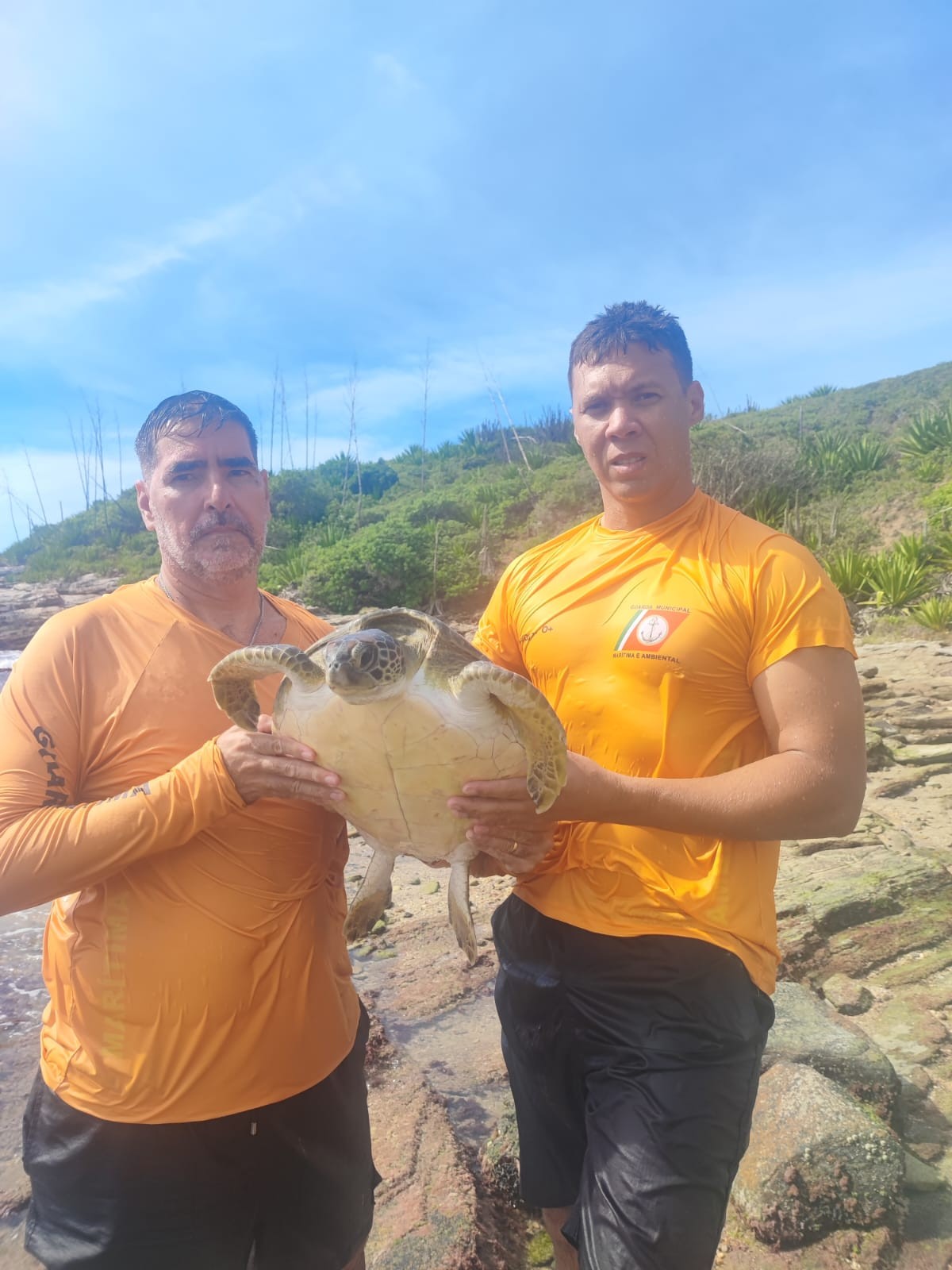 Tartarugas-marinhas são resgatadas e levadas para o mar em Cabo Frio | Região dos Lagos