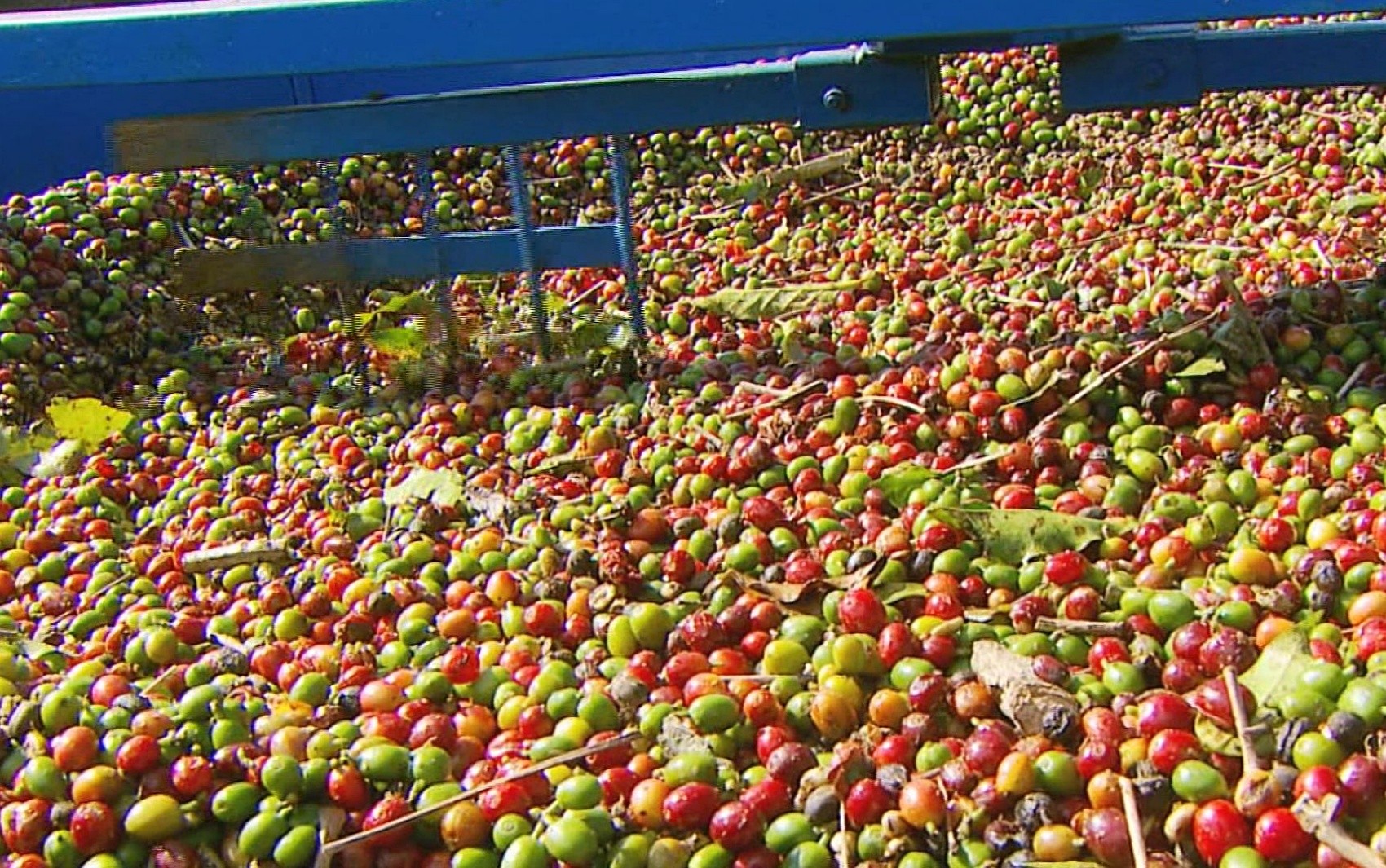 Café brasileiro: USP aponta baixa de até 11% nos preços em setembro; saiba o que pressiona cotações