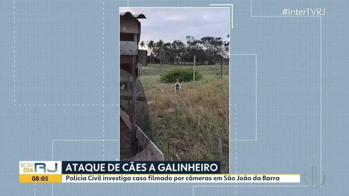 Cães invadem galinheiro e matam mais de dez aves em São João da Barra