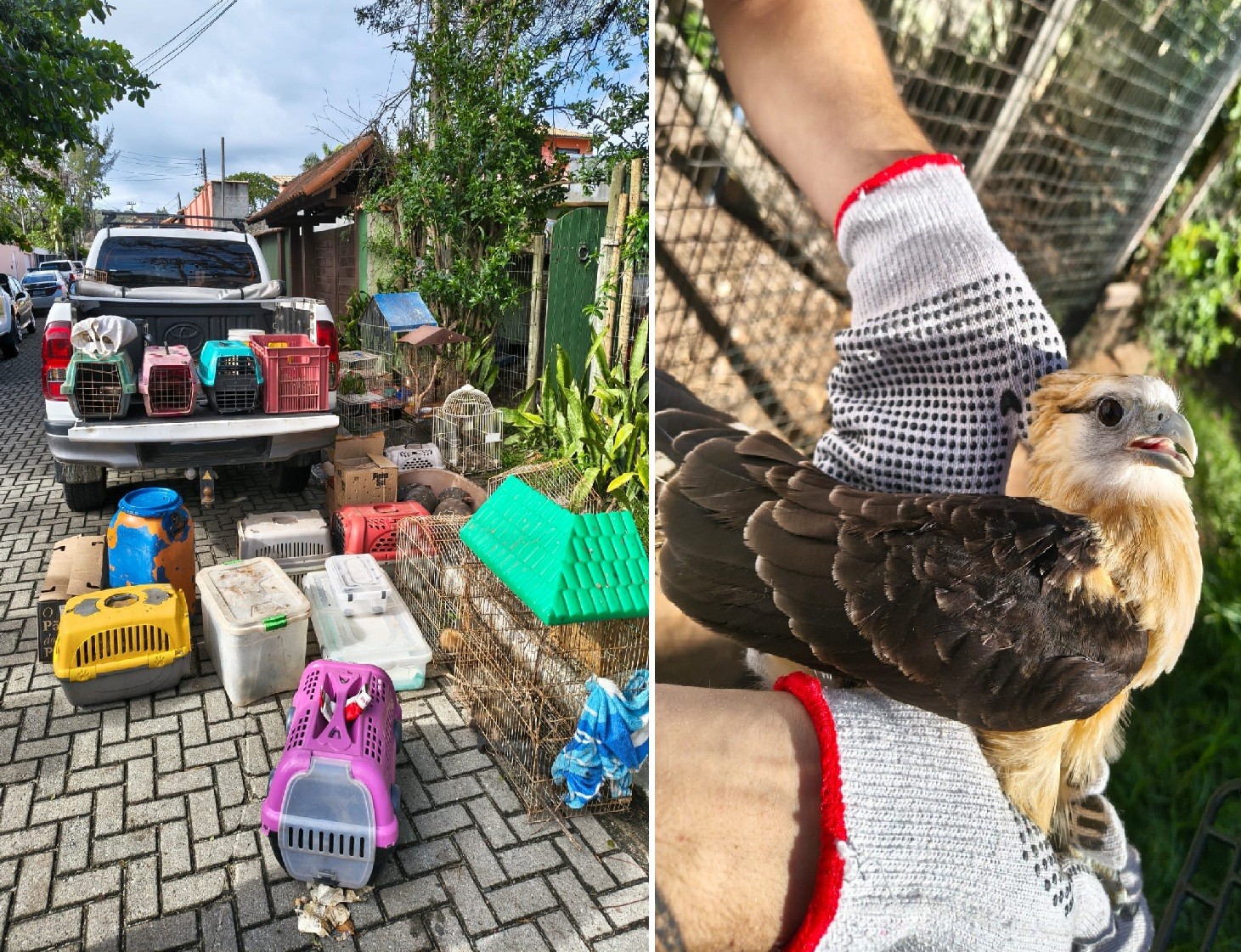 Instituto ambiental é alvo de operação com resgate de 93 animais em Búzios
