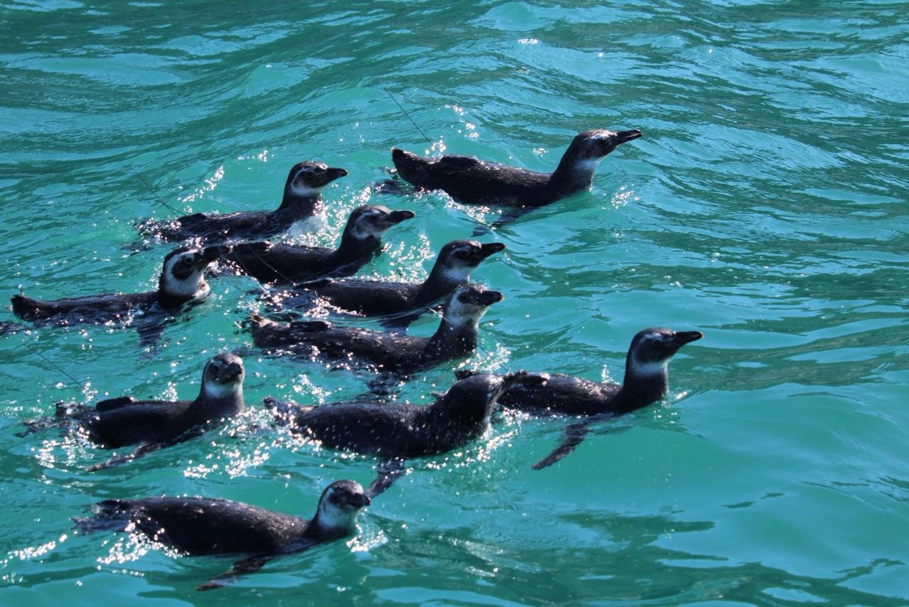 Instituto Albatroz solta 16 pinguins reabilitados em Arraial do Cabo