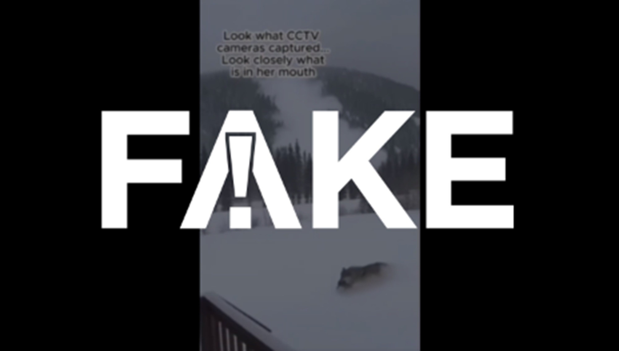 É #FAKE vídeo de loba salvando filhote de avalanche; cena foi feita com inteligência artificial
