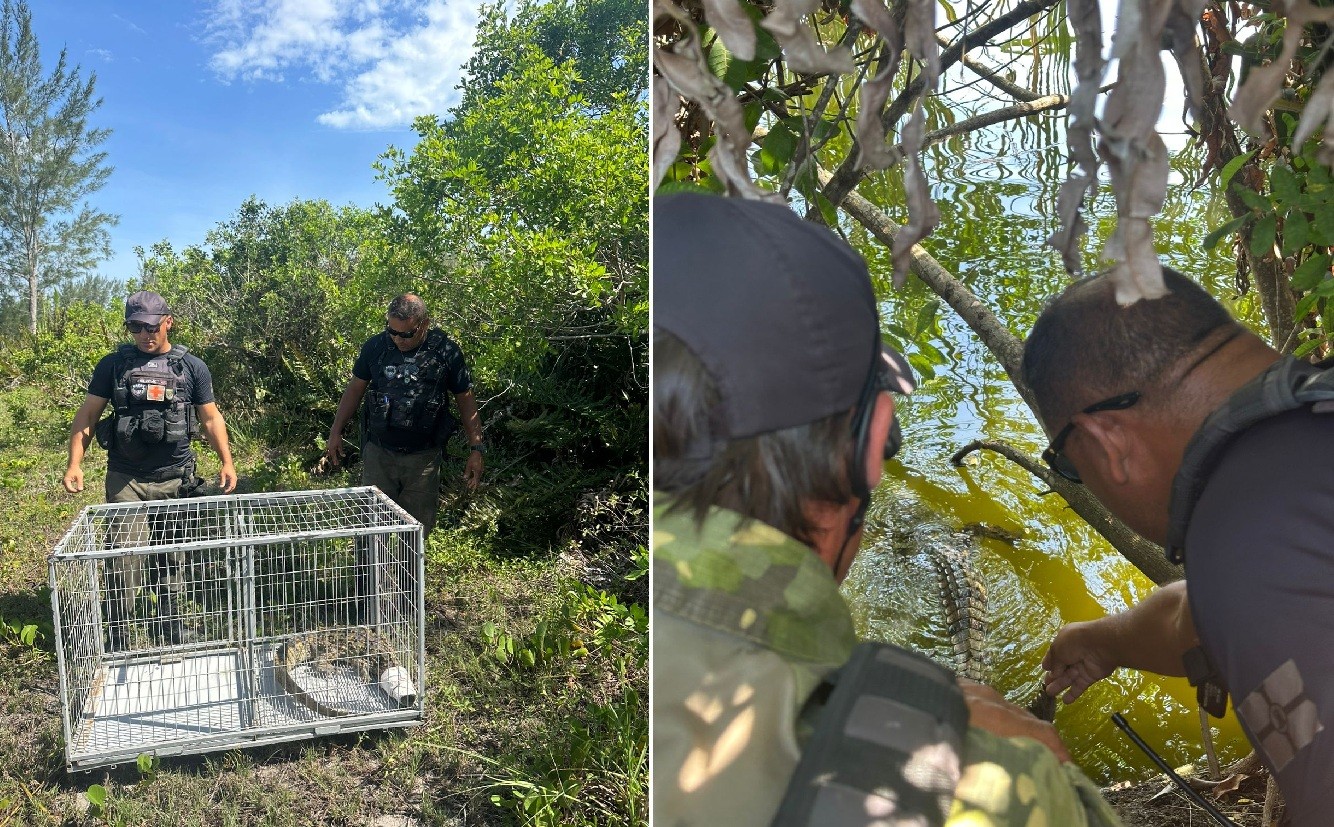 Jacaré aparece na Lagoa de Araruama e surpreende moradores de Arraial